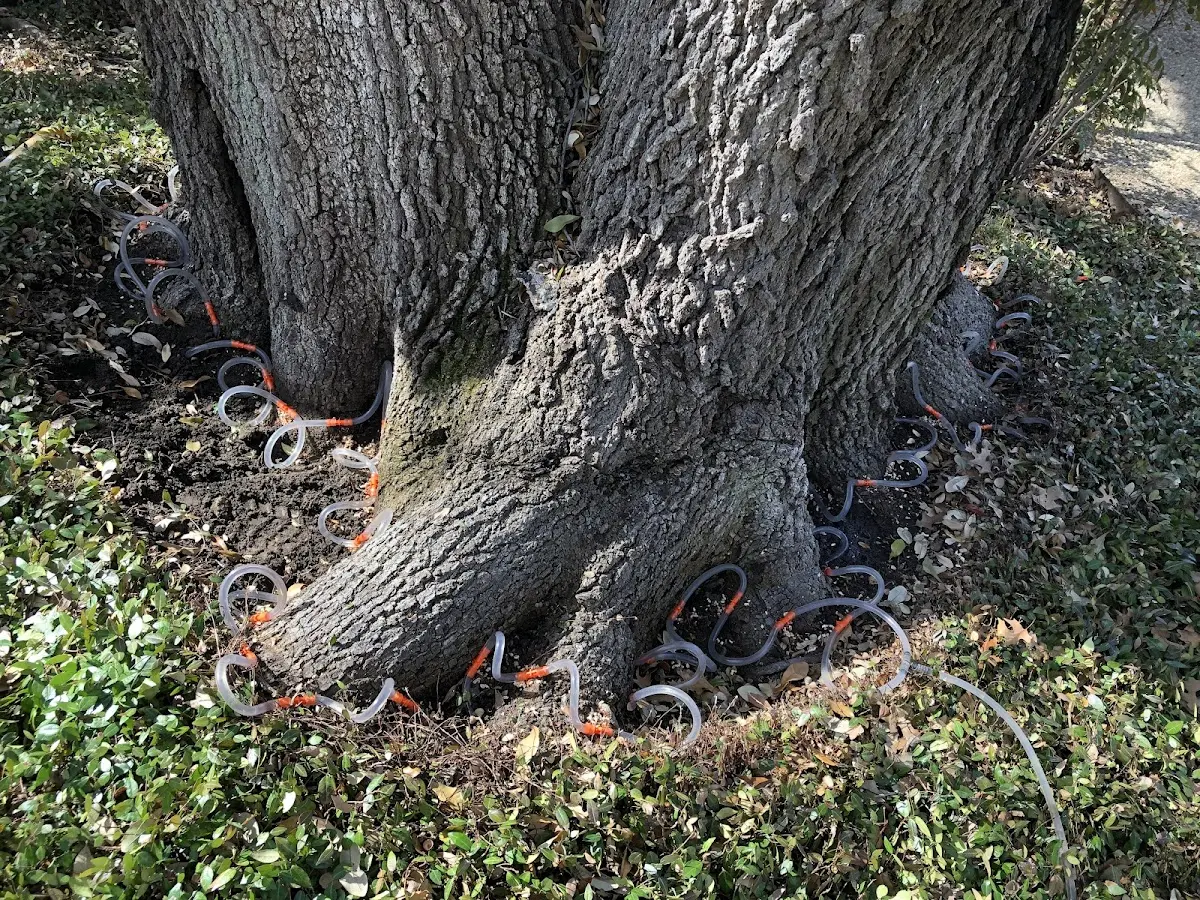 Detailed Tree Cabling and Bracing job site in Thorp